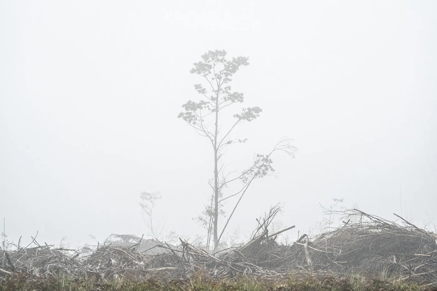 Cleared ground with tree and root material